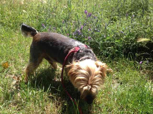 Scraps having a good sniff around, on a walk in France, on his journey from London to La Linea in S.Spain.